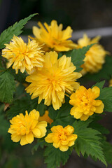 Closeup on the rich and yellow flowering Japanese kerria or rose, Kerria japonica