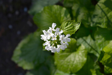Caucasian pennycress flowers