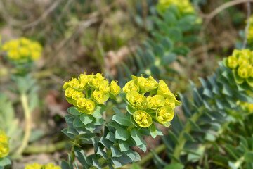 Myrtle spurge flowers