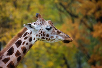 Giraffe portrait in profile
