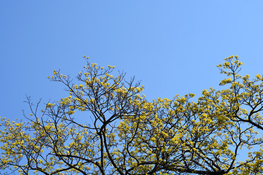 Norway maple branches with flowers