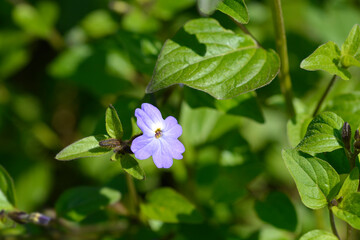 Bush violet flower