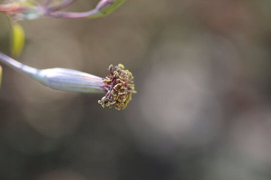 Bolivian coriander flower