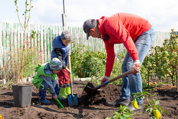 Father and sons plant a young tree on a small rural plot on an autumn sunny day