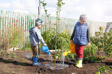 the brothers water a young tree with a watering can on an autumn day