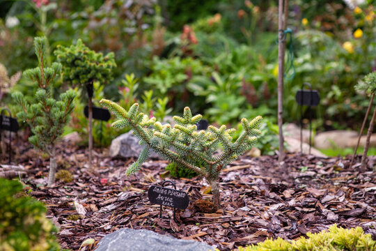 Abies pinsapo Aurea, Golden Spanish Fir, rare and attractive Spanish fir (Abies pinsapo) growing on flower bed. Evergreen conifer has golden-yellow foliage.