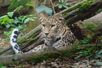 Portrait of Persian leopard in zoo