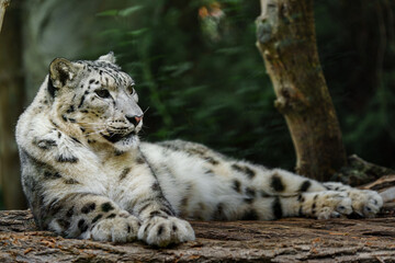 Portrait of Snow leopard in zoo