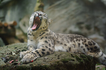 Portrait of Snow leopard in zoo