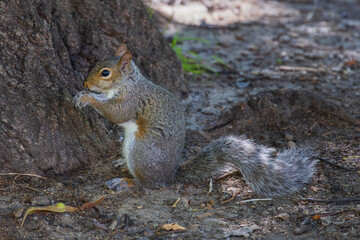 Squirrel eating an acorn on the ground next to a tree