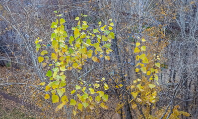 Yellow leaves on the branches of a Poplar tree against the background of tree branches in autumn