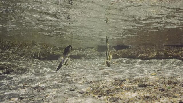 Two Juvenile Batfish (Platax orbicularis) swimming under waves over sandy bottom in coastal zone in brightly sun rays, Slow motion. Pair of baby Bat fish swims in surf zone on sunny day