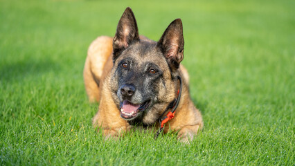 german shepherd dog on an agility course