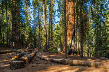 The General Sherman Tree area in the Sequoia national park in USA.