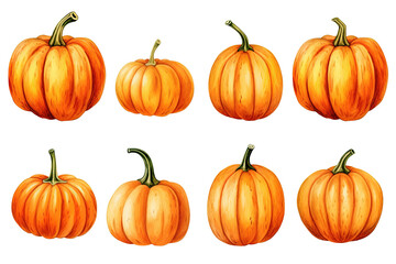 A set of Halloween and Thanksgiving pumpkins isolated on a white or transparent background, painted in watercolor vector illustration art, PNG.