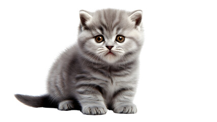 Cute banner with a cat isolated on transparent background