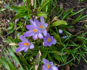 Flowers Crocus purple close-up on a background of greenery in spring
