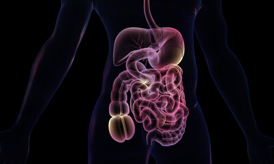 Human digestive system anatomy on dark background. 3d illustration..