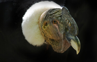 close up of an condor