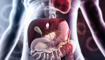 Human body digestive system  anatomy. 3d illustration. - obrazy, fototapety, plakaty