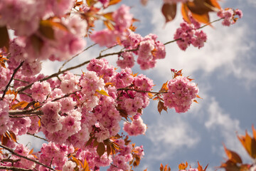 Japanische Kirschblüte
