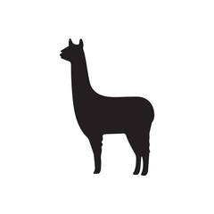 llama isolated on white