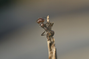 hormiga negra en una rama 