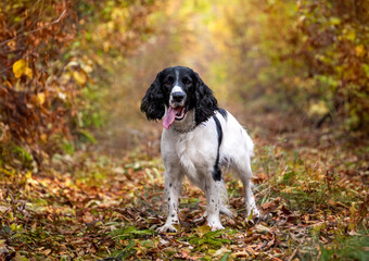 A white spaniel with a black head and ears stands on a path in an autumn forest. Breeds of hunting dogs. A walk in the forest with a dog.