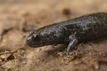 This juvenile , white speckled Mahoroba salamander, Hynobius hirosei, will overtime become a pretty big all black adult