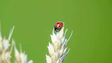 ladybug - ladybird on a blade of grass