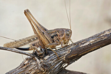 Closeup on a brown Mediterranean long-horned grasshopper, Platycleis sabulosa sitting on a twig