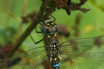 Closeup on a colorful blue Migrant Hawker dragonfly Aeshna mixta , hanging in the vegetation