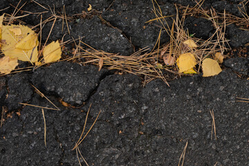 Autumn yellow leaves on dark grey asphalt in coniferous forest