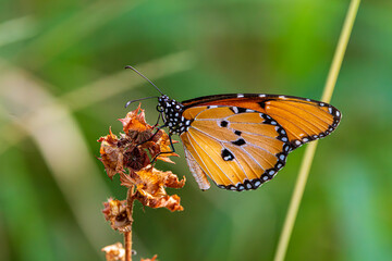 butterfly on a flower