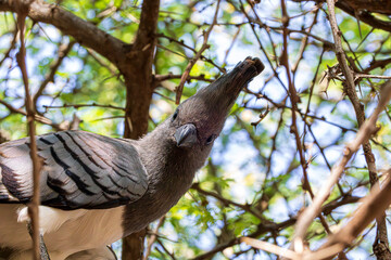 Fototapeta premium bird on a tree