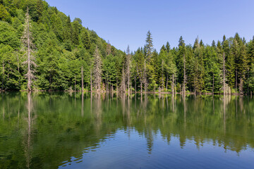 Fototapeta na wymiar green forest and trees reflected in the water