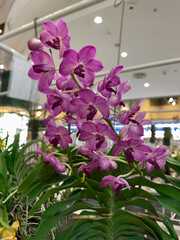 Purple Vanda orchid in the flower garden