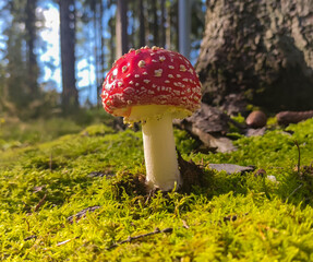 Fliegenpilz im Wald zwischen Moos 