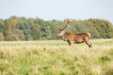 Naklejka na ściany i meble Capital red deer, cervus elaphus, stag looking around in his territory on meadow in rutting season. Dominant male mammal with dark strong antlers observing in nature in autumn with copy space.