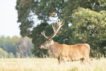 Capital red deer, cervus elaphus, stag looking around in his territory on meadow in rutting season. Dominant male mammal with dark strong antlers observing in nature in autumn with copy space.