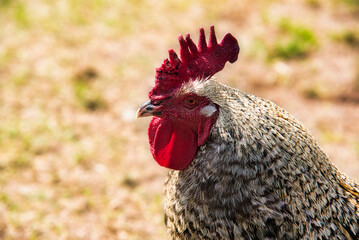 red cock