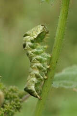 Closeup on the caterpillar of the Dot owlet moth, Melanchra persicariae sitting on Saliw, Willow