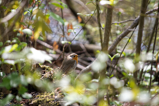 Rotkehlchen im Dickicht