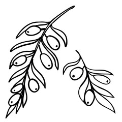 Set of olives branch in outline style isolated on a white background. Vector illustration