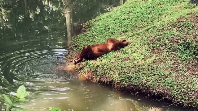 A Playful Bornean orangutans  by the river side.