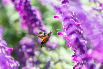 アメジストセージの花の蜜を吸うホウジャク