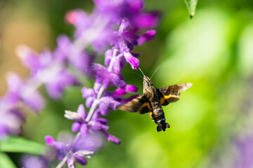 アメジストセージの花の蜜を吸うホウジャク