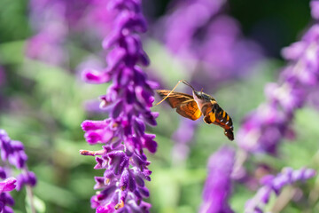 アメジストセージの花の蜜を吸うホウジャク