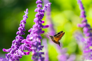 アメジストセージの花の蜜を吸うホウジャク