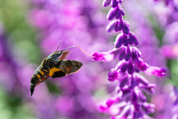 アメジストセージの花の蜜を吸うホウジャク